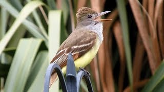 Great Crested Flycatchers Calling  Close and Loud [upl. by Nais]