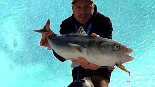 SHARKS ALL AROUND THE BOAT  Port Hacking Salmon Frenzy  Reel Fishing Episode 100 [upl. by Akir]