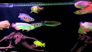 Best arowana 550 gal crossback comm tank Aug 19 2012 [upl. by Husain]