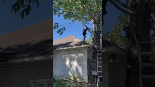 Do you cut the neighbors trees from over your fence tree ￼ treework lawncare lawnmaintenance￼ [upl. by Arammahs464]