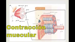 Fisiología de la contracción muscular [upl. by Adnahsat]