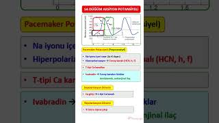 SİNOATRİAL DÜĞÜM AKSİYON POTANSİYELİ [upl. by Reyam987]