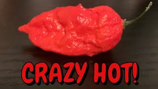 Naga Morich from Seriously Hot Peppers [upl. by Dorise]