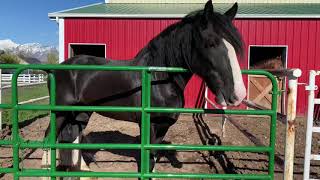 Apollo Shire horse Playing [upl. by Sydney]