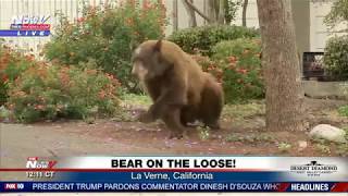 WOW California Bear On The Loose FINALLY Passes OUT FNN [upl. by Alrahc]