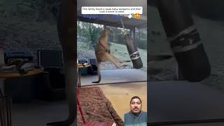 Kangaroo 🦘🤩🍼kangaroo animals animalrescue animalshorts deer ytshorts Sunilnegi786v6h [upl. by Bremble]