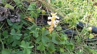 Ilbudebus  broomrape [upl. by Genaro]