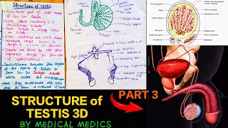 Structure of Testis 3D  Part 3  Blood Supply amp Nerve Supply  Medical Medics [upl. by Lyred]