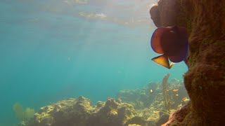 Snorkeling Cerro Gordo Vega Alta PR [upl. by Saunder]