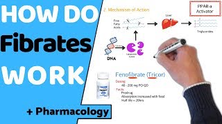 How do Fibrates Work  Pharmacology [upl. by Weisbart308]