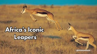 Springbok  Africas Iconic Leapers  Animal Facts  Untamed Zone [upl. by Dulcia]