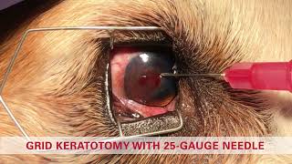 Grid keratotomy in a dog  Non healing corneal ulcer SCCED Boxer ulcer [upl. by Nnylyahs]