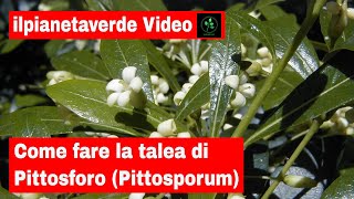 Come riprodurre per talea il Pittosforo Pittosporum [upl. by Azal728]