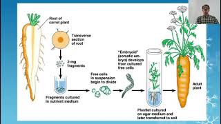 Totipotency Cellular differentiation DKK [upl. by Lela233]