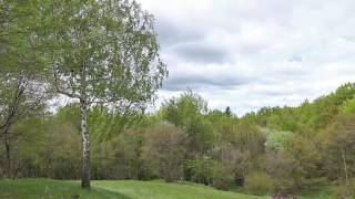 Sound of Birch Tree Swaying in the Wind 1 Hour  Relaxing Sound of Wind and Birds Singing [upl. by Susannah]