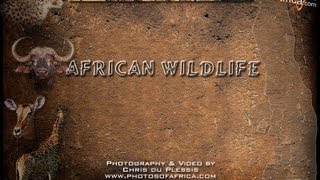 Sounds of the African Bushveld  AFRICAN WILDLIFE [upl. by Eecrad]