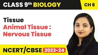 Animal Tissue  Nervous Tissue  Tissue  Class 9 Biology Chapter 6  202324 [upl. by Attekal]