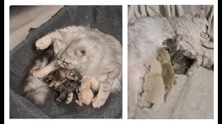 Lili Katze bekommt Babys Cat Kitten Katzengeburt [upl. by Asiil]