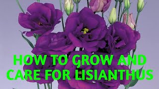 Secret tips How to Grow and Care for Lisianthus নন্দিনী ফুলের পরিচর্যা [upl. by Nnaycnan]