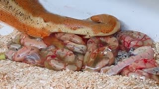 Rosy Boa giving birth to many cute babies live Reptile Story [upl. by Dnomrej]