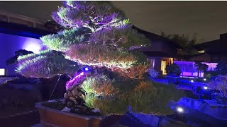 埼玉県 大宮盆栽美術館 夜間盆栽 Omiya Bonsai Art Museum Nighttime Bonsai Saitama [upl. by Hightower]