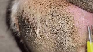 Impacted hair follicles When did you last worm your pet [upl. by Nora]