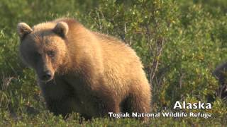 50 Years of Wilderness in the National Wildlife Refuge System [upl. by Eltsyrk769]