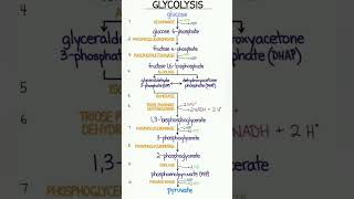 Glycolysis biochemistry [upl. by Mcgregor]