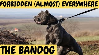 BANDOG  The Forbidden Dogs  almost everywhere [upl. by Adav239]