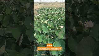 કમળ Nelumbo nucifera [upl. by Alysa]