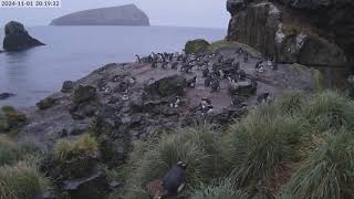 TawakiCam  Erectcrested penguins in Anchorage Bay Antipodes Island [upl. by Htial]