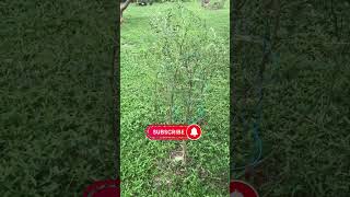 Moringa tree after hurricane Milton hit￼ [upl. by Sarad]