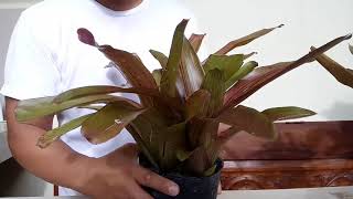 How to propagate bromeliads Dissecting Pup from mother plant [upl. by Atreb]