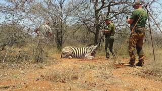 Zebra Springbuck common and Blesbuck Hunting in South Africa 2023  Day 3 [upl. by Kylie347]