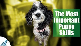 First Week Puppy Training  The 6 Skills To Teach First  Professional Dog Training Tips [upl. by Lizzie]