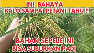 TAMBAHKAN BAHAN INI DI PUPUK  BISA BIKIN PADI SUBUR 10X DARI BIASANYA [upl. by Eanahs]