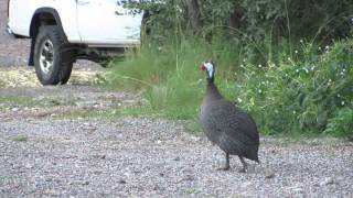 Helmeted Guineafowl Sound [upl. by Oikim]