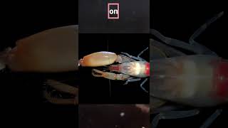 🦐💥 Slow Motion Pistol Shrimp Attack Hits 4000°C 😲 The Quickest Gunslinger in Nature  shorts [upl. by Searby853]