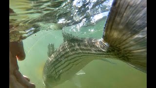 Striped Bass Fly Fishing  Backbay Flats LINY [upl. by Arlynne886]