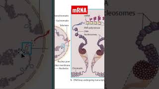 Understanding mRNA What Is mRNA and How Does It Work [upl. by Ikairik]