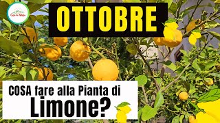 OTTOBRECosa Fare Alla Pianta Di LIMONEEcco alcuni consigli di potaturaconcimazione e molto altro [upl. by Rojam]