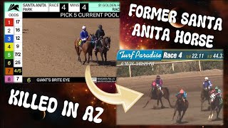 Former Santa Anita horse quotGiants Brite Eyequot KILLED IN AZ 43024 TurfParadiseArizona horseracing [upl. by Myrta909]