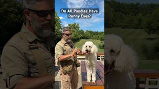 Do All Poodles Have Runny Eyes shorts poodle [upl. by Atila]