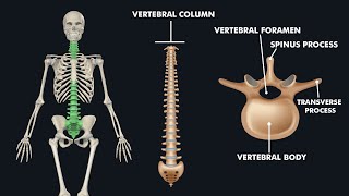 Anatomy of Vertebral Column  Spine 3d animation [upl. by Doone]