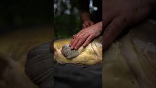 Trakker Carp Care  lerne die Trakker Sanctuary CareRange kennen [upl. by Fadas]