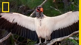 King Vultures  National Geographic [upl. by Elrebma]