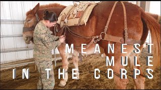 The Meanest Mule in the Marine Corps [upl. by Aehtla]