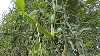 Mangaravalli  Cissus quadrangularis [upl. by Ahtelat885]