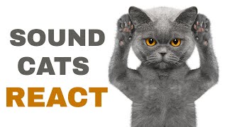 Sound For Cats To React [upl. by Aloisia]