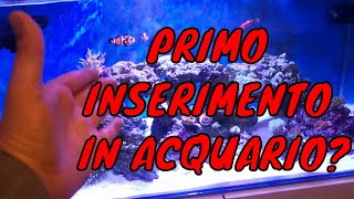 PRIMO inserimento in acquario Marino Pesci coralli LA MICROFAUNA [upl. by Annerahs]